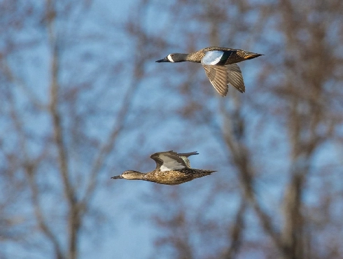 Blue-winged Teal